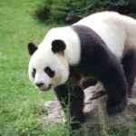 Pandas del Zoológico de Chapultepec