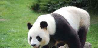 Pandas del Zoológico de Chapultepec