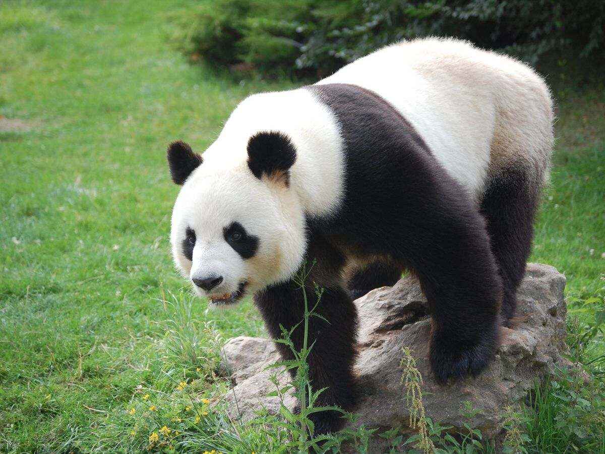 pandas del zoológico de chapultepec