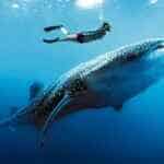 Tiburones ballena