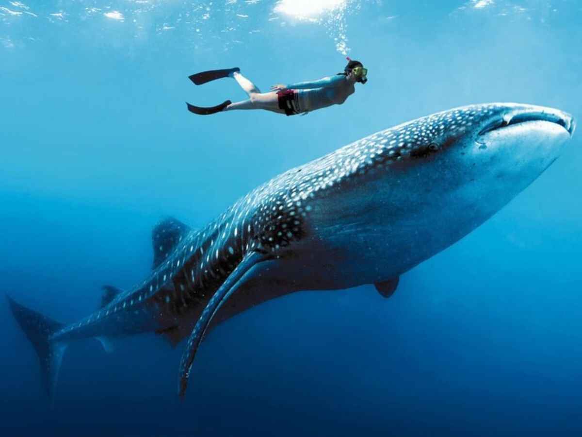 Tiburones ballena