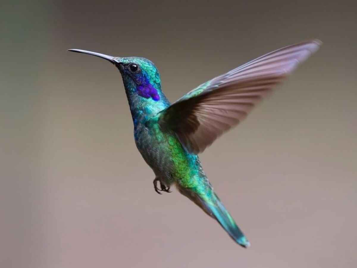 colibrí, leyenda maya