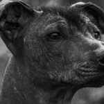 Xoloitzcuintle