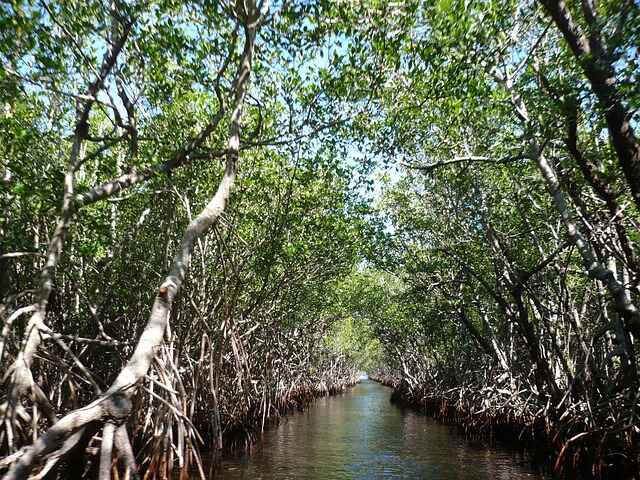manglares,