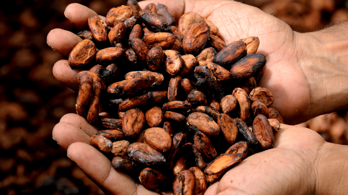 cacao y chocolate mexicano 