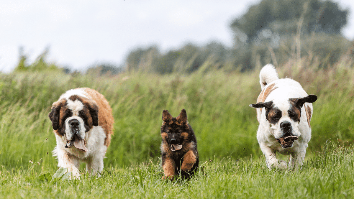 carrera de perros 