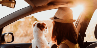 Viaja con tu perro en auto