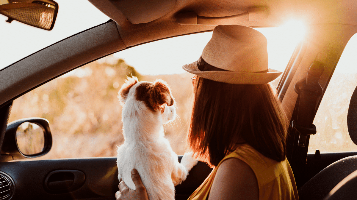 Viaja con tu perro en auto