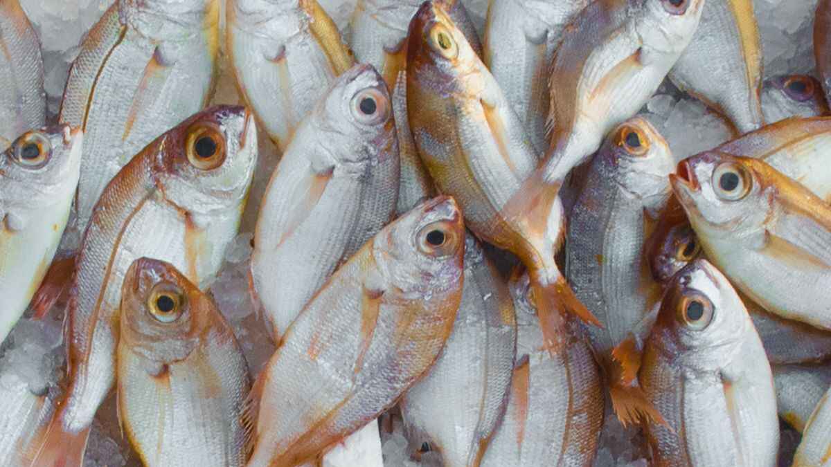 consejos para comprar pesca sustentable en méxico - 1