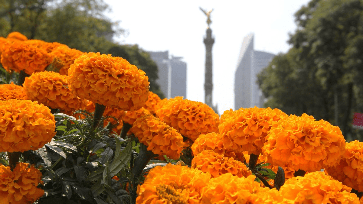 Prepara la cámara porque llegaron las flores de cempasúchil a Reforma -  Mexico Travel Channel