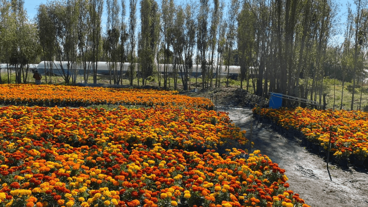 Campos de flor de cempasúchil