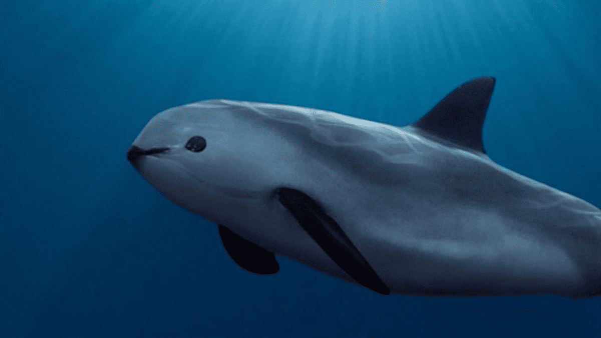 vaquita marina