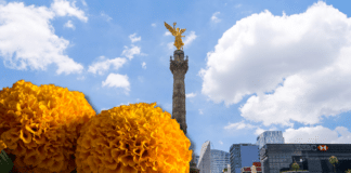 Flores de cempasúchil en Reforma