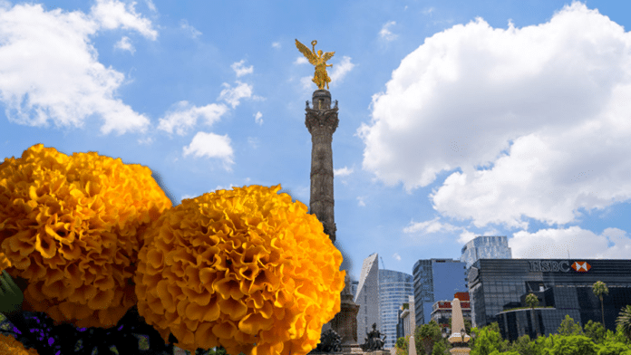 Flores de cempasúchil en Reforma