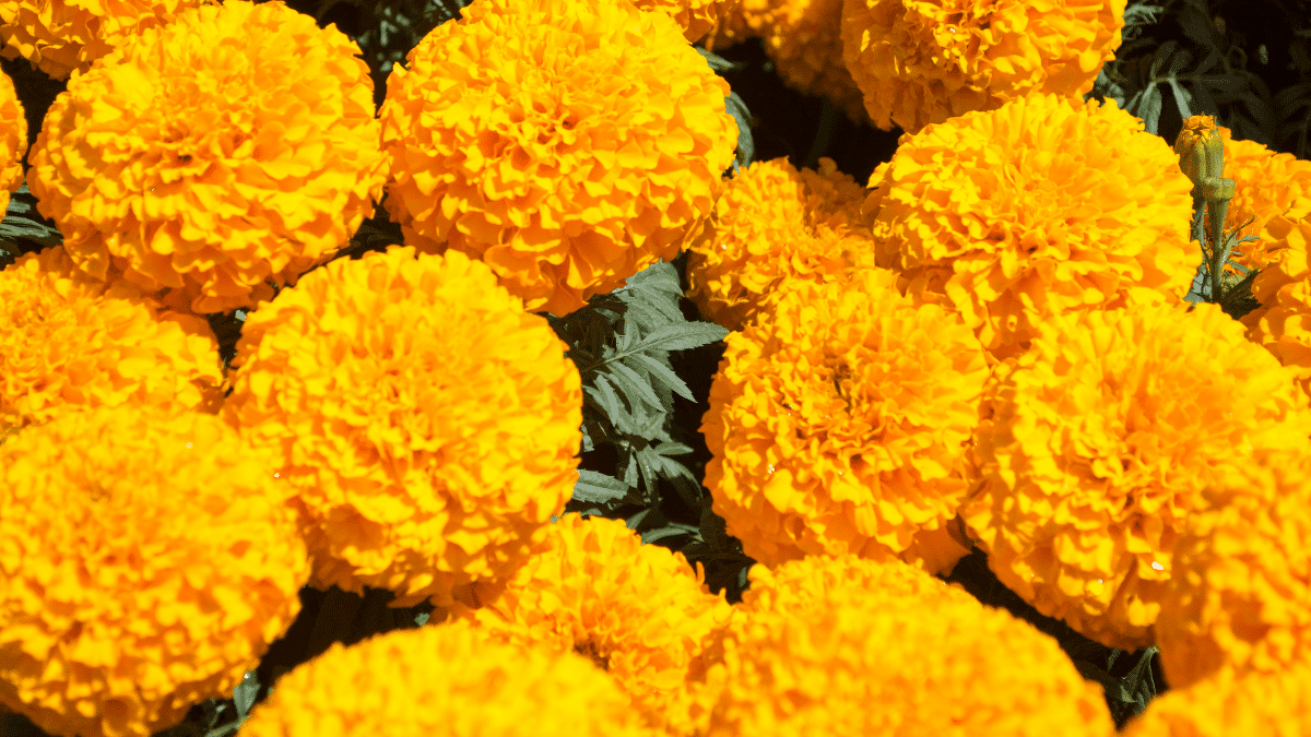 Flores de Otoño en Reforma 