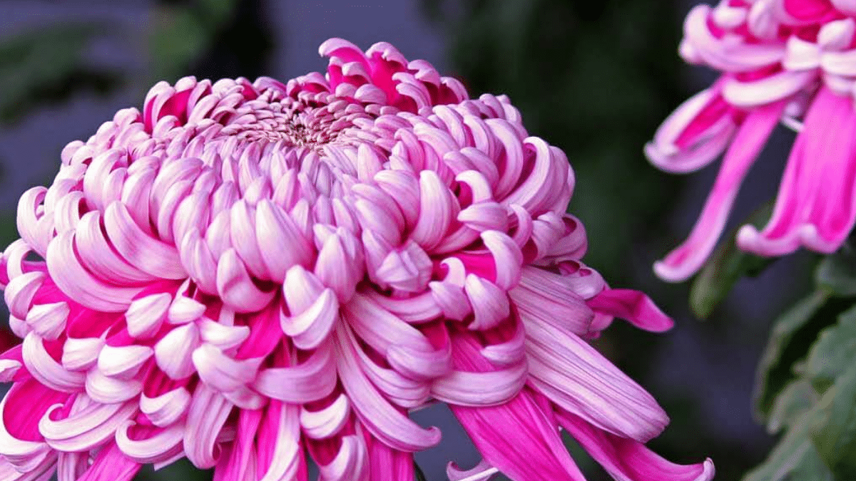 Flor Crisantemo