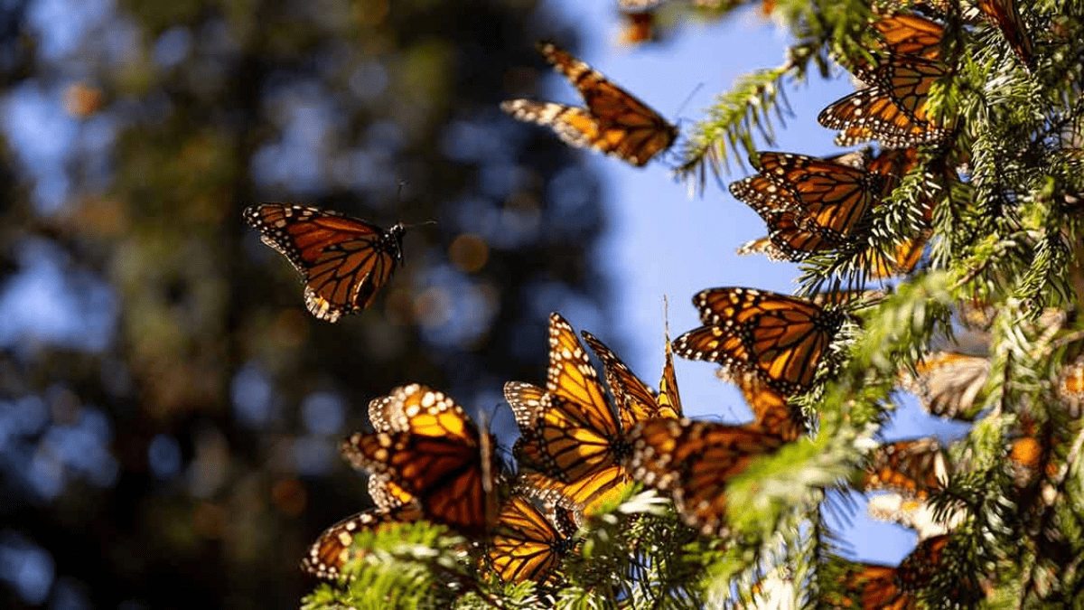Reserva de la Mariposa Monarca