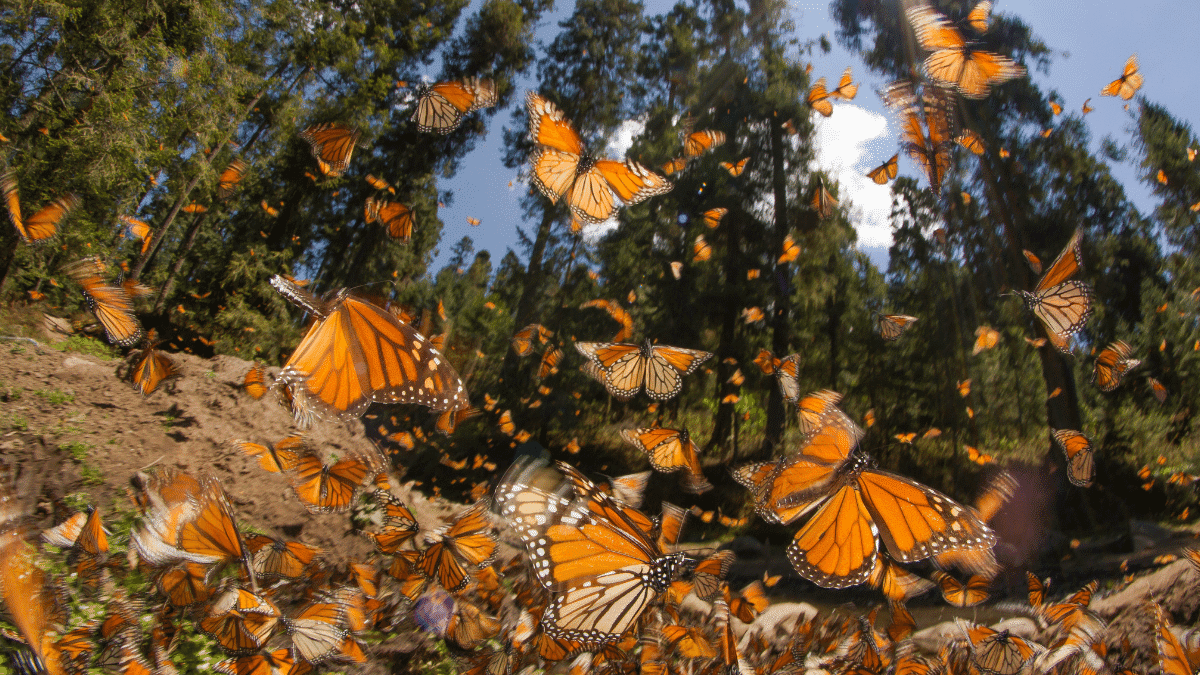 temporada mariposa monarca en méxico 
