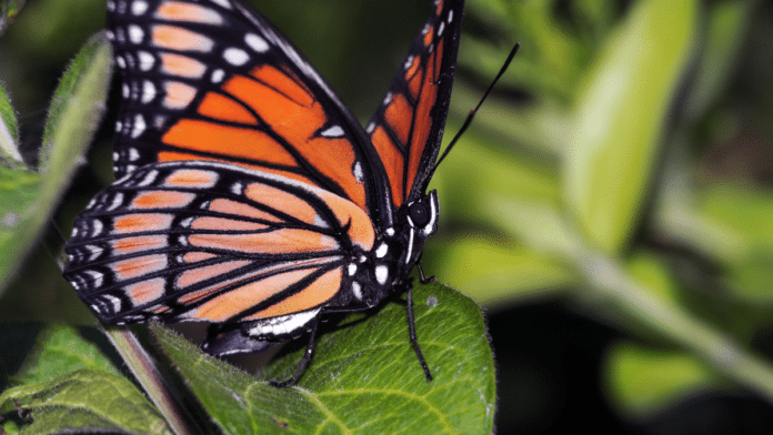 Mariposa Monarca en México