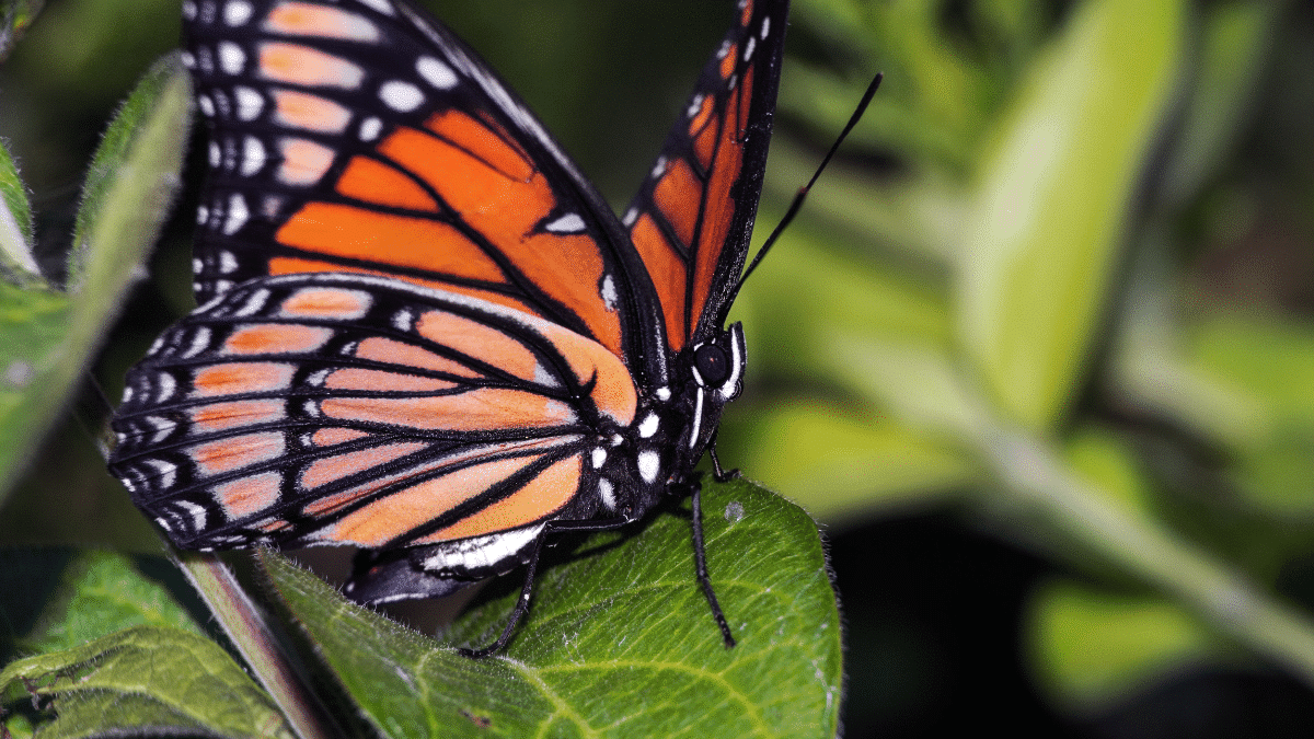 mariposa monarca en méxico