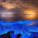 Bioluminiscencia en Holbox