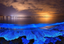 Bioluminiscencia en Holbox