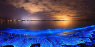 Bioluminiscencia en Holbox