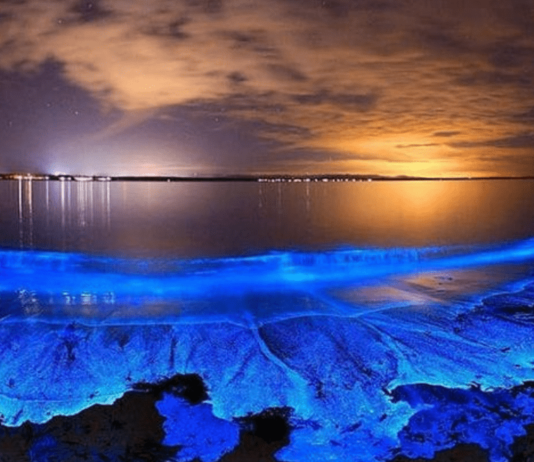 bioluminiscencia en holbox