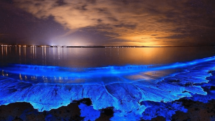 Bioluminiscencia en Holbox