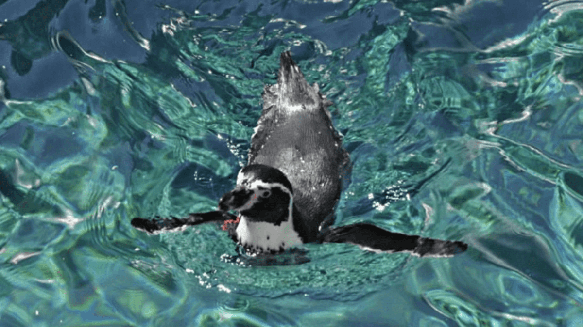 Pingüino de Humboldt