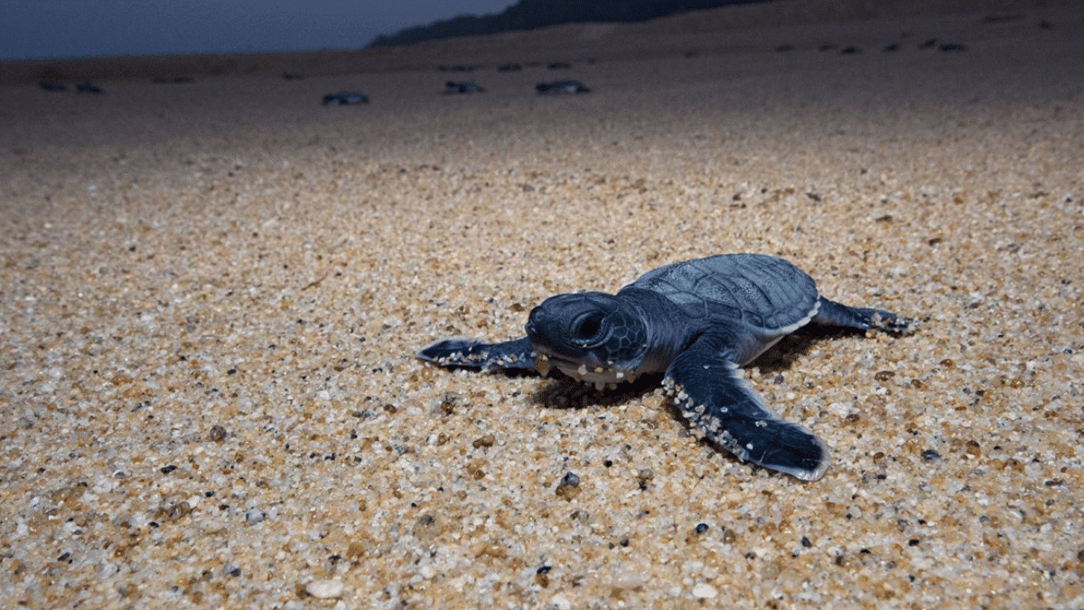 tortugas marinas en playas de oaxaca 