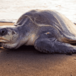 Tortugas marinas en Oaxaca