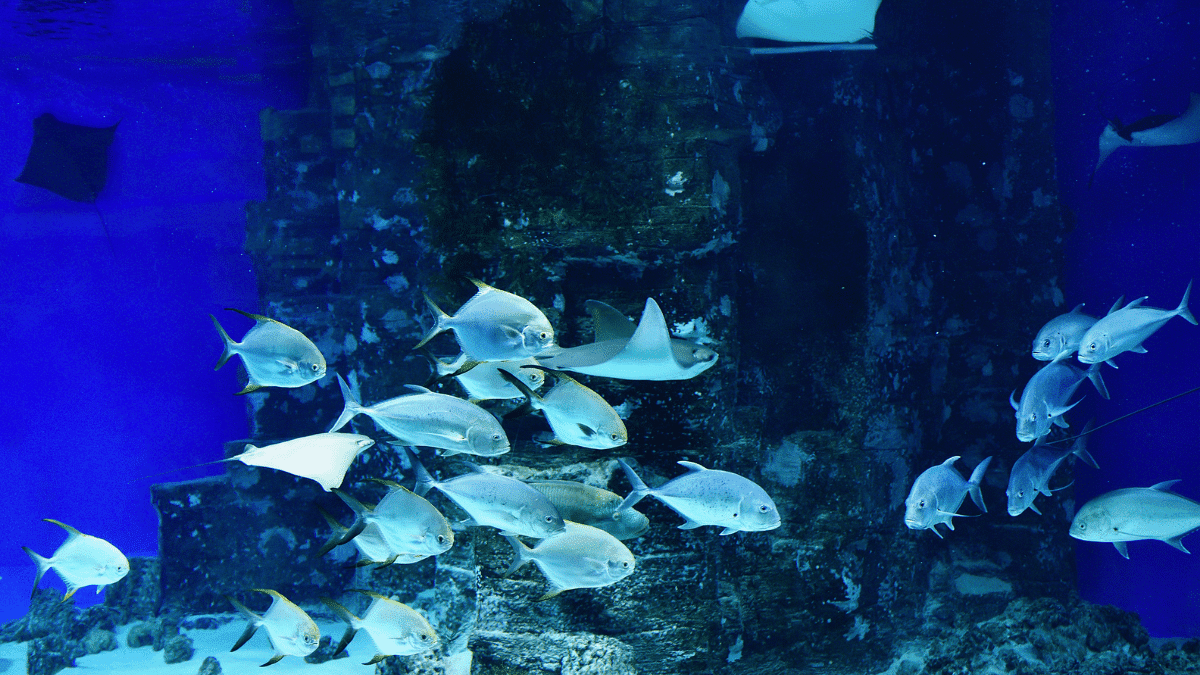 acuario de veracruz