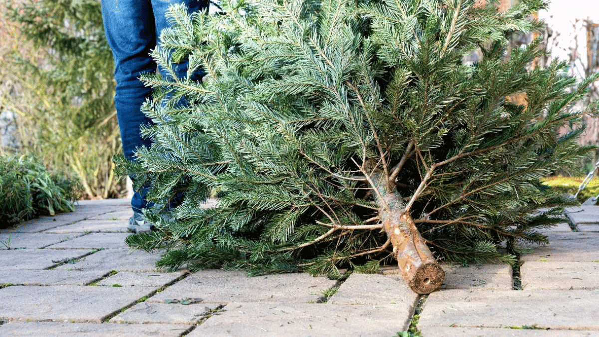 acopio árboles de navidad