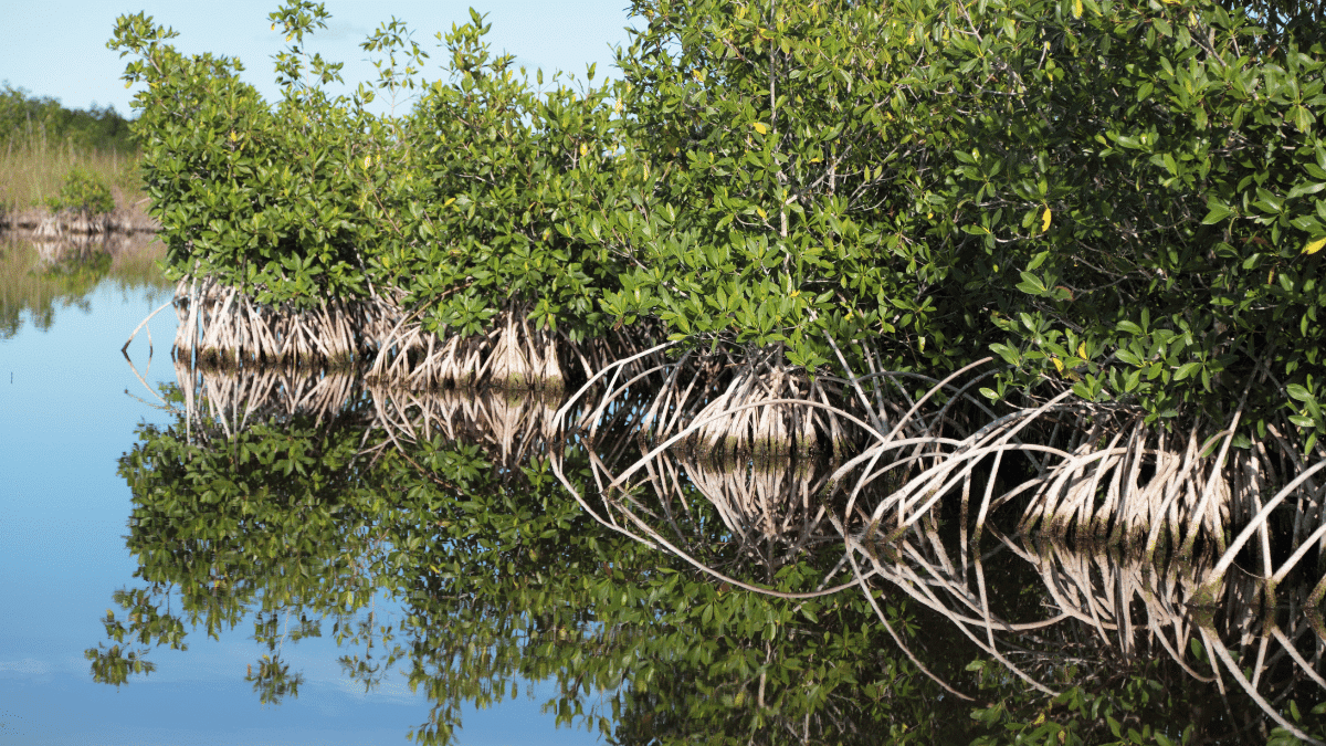 manglares de huatabampo