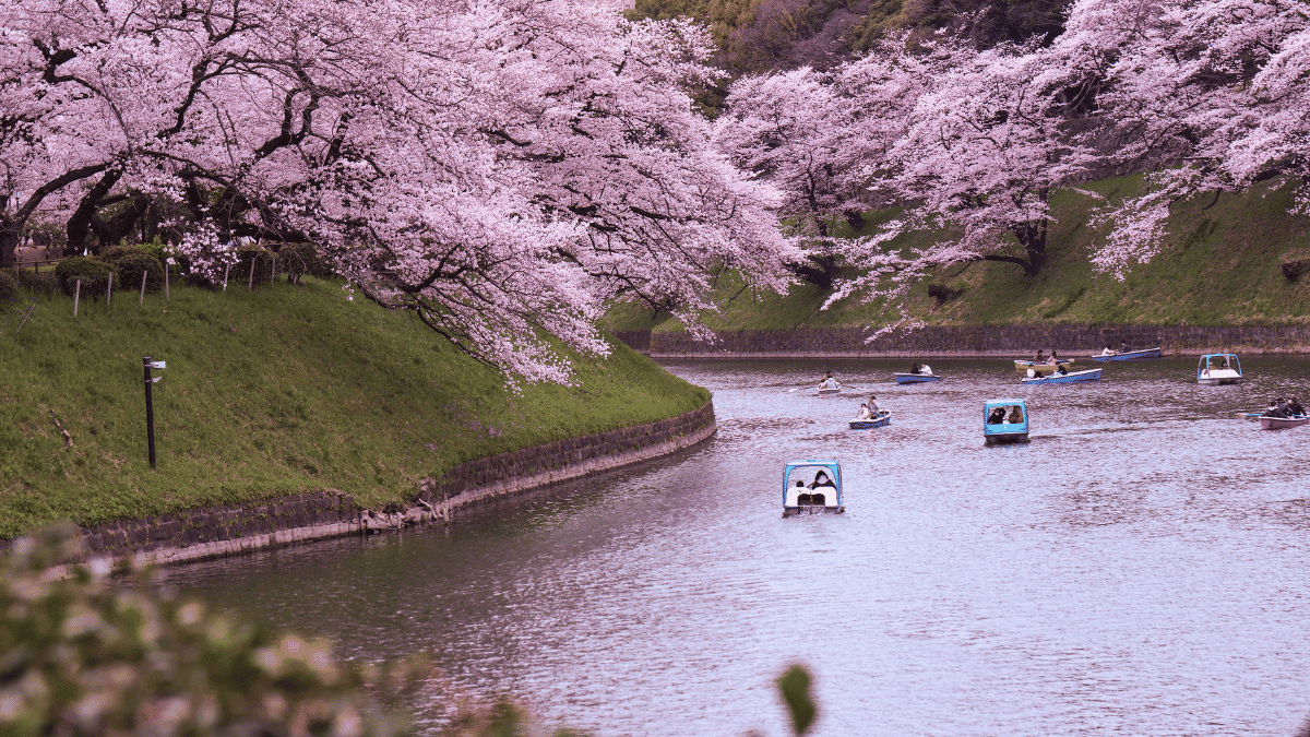 flor de sakura 