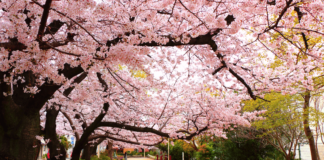 Sakura en México