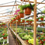 Mercado de Plantas Cuemanco