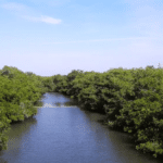 El estuario, el Salado