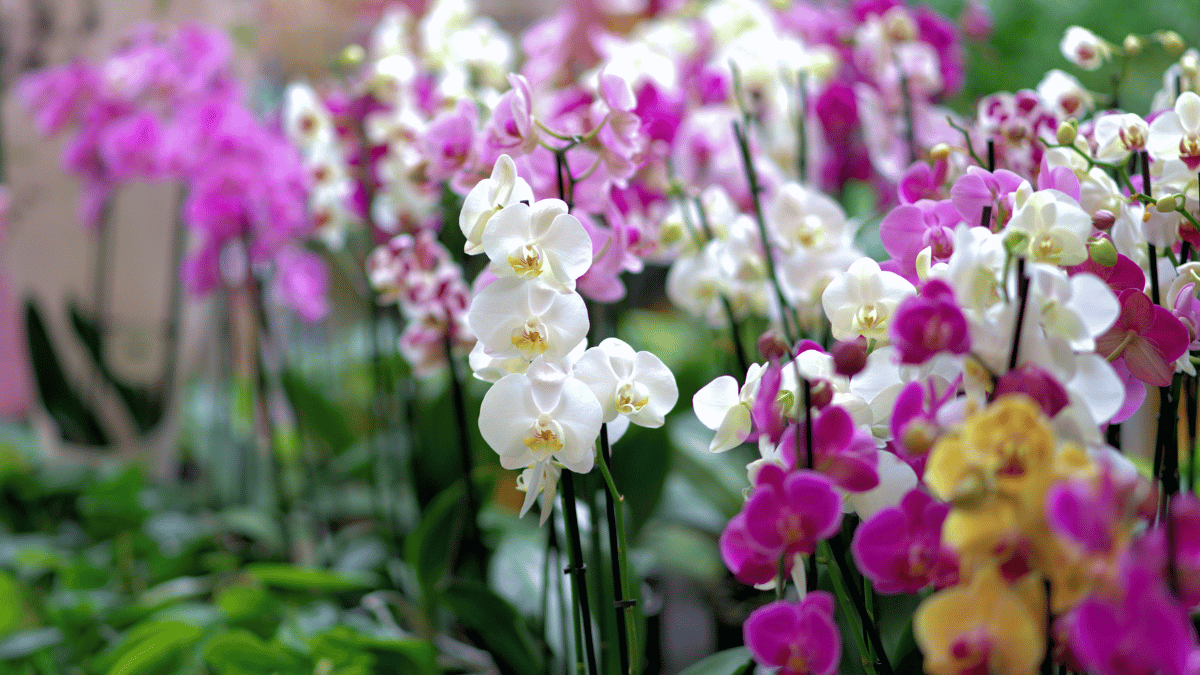 orquídeas en tlaxcala