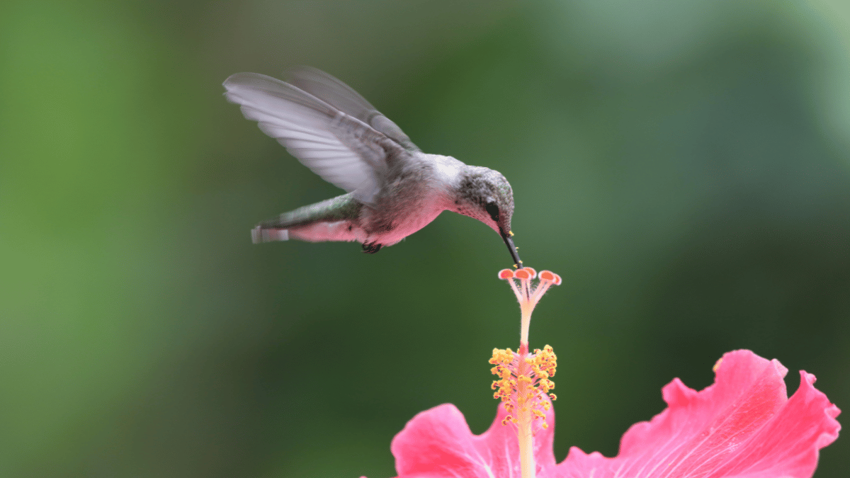 santuario de colibríes en cdmx