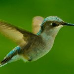 Santuario de Colibríes