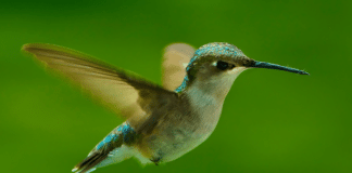 Santuario de Colibríes