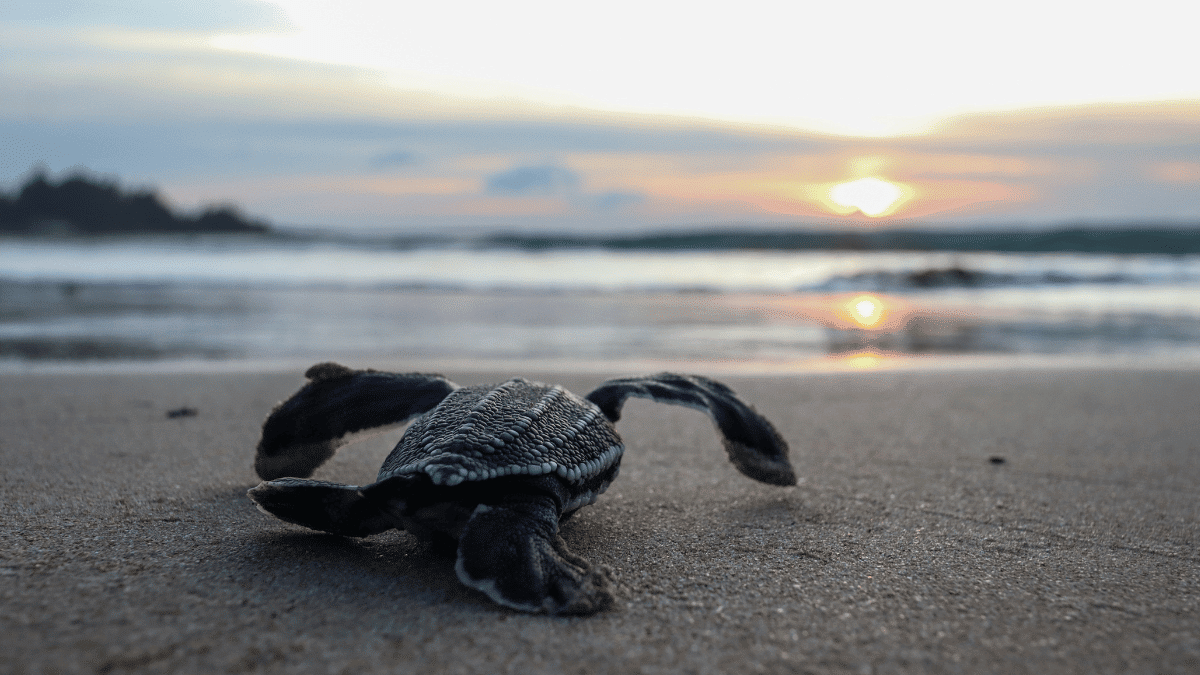 tortuga marina en méxico