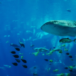 Acuario de Mazatlán