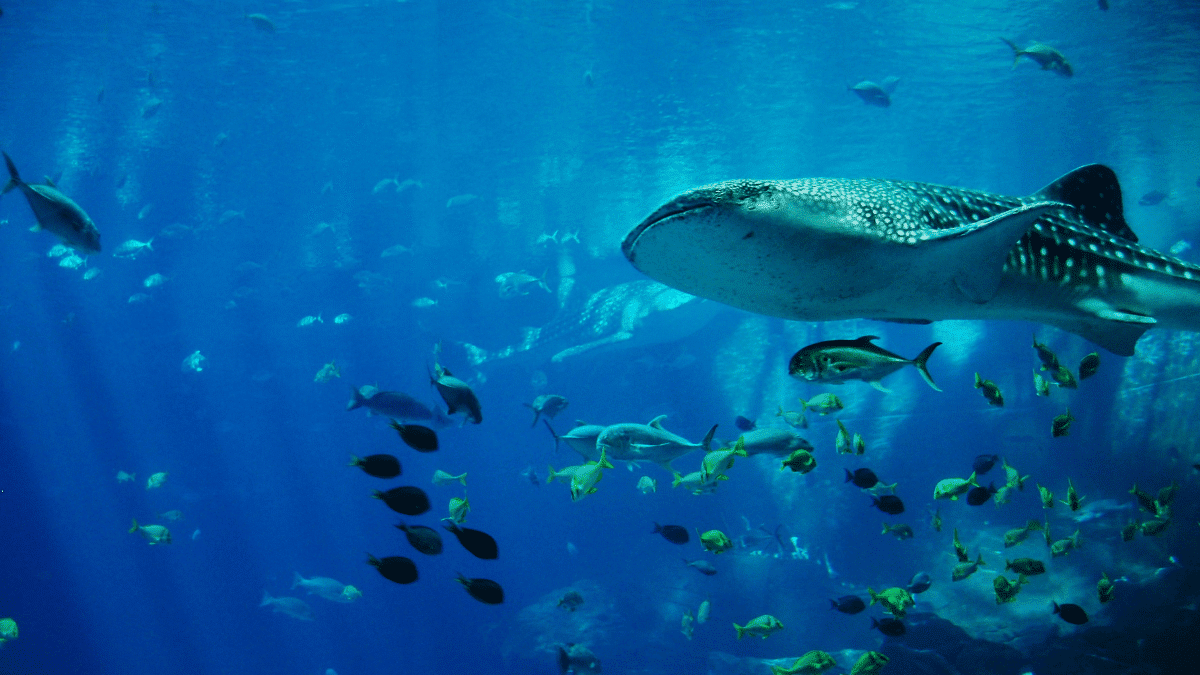 acuario de mazatlán