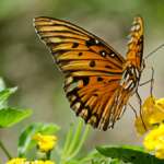 Mariposario en CDMX