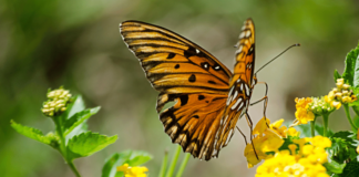 Mariposario en CDMX