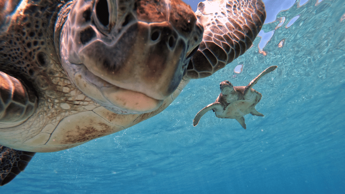 tortugas marinas 