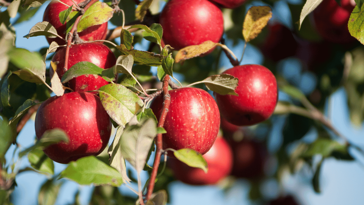 Manzanas en Zacatlán